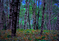岳樺の森　 img056zz（フィルム）