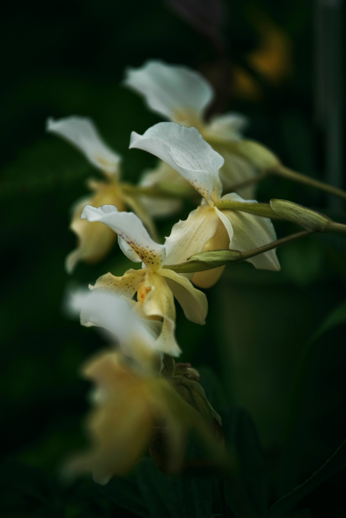 白い蘭花　IMGP0045zz