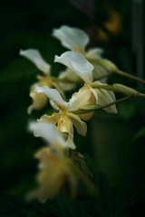 白い蘭花　IMGP0045zz