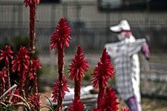 アロエと案山子　IMG0397zz