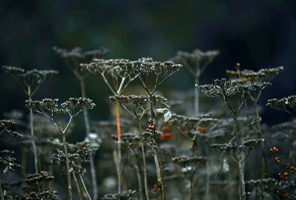一月の紫陽花　IMGP0064zz