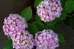 紫陽花Ⅲ　P1086527zz