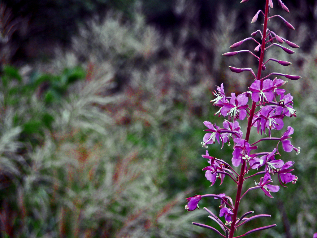 ヤナギラン　_5818zz