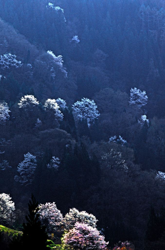 山桜笑う　IMGP5502zz