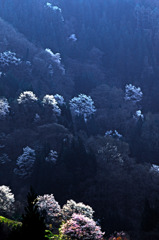 山桜笑う　IMGP5502zz