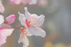 ほんのりさくら色　IMGP0213zz済