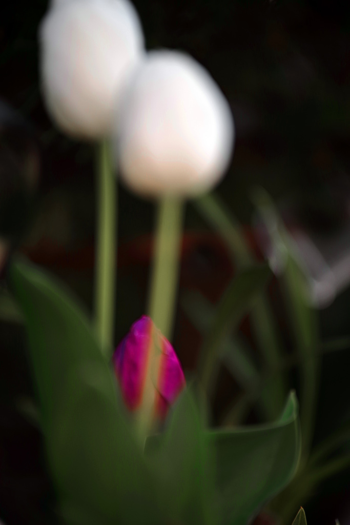 赤い蕾　IMGP1413zz