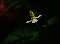 存在の主張　P1530975zz