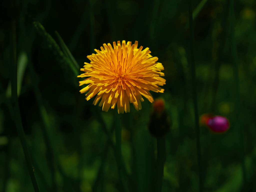 一輪の花だけど　P1200299zz