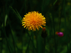 一輪の花だけど　P1200299zz