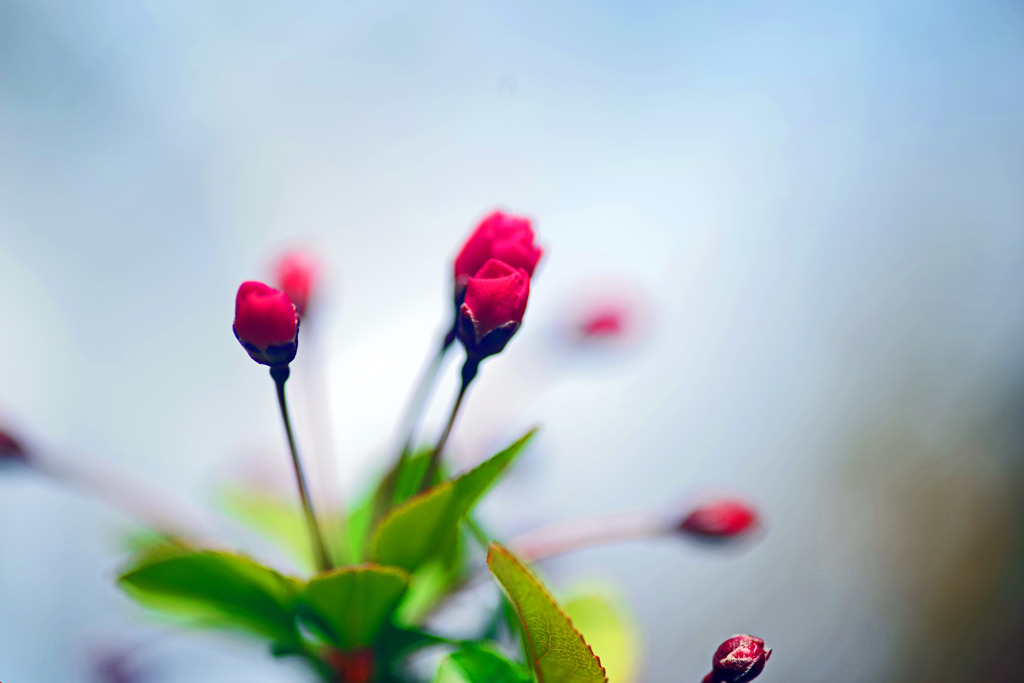 可　憐　IMGP3148zz