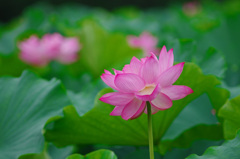 「泥中の蓮」　IMGP7190zz