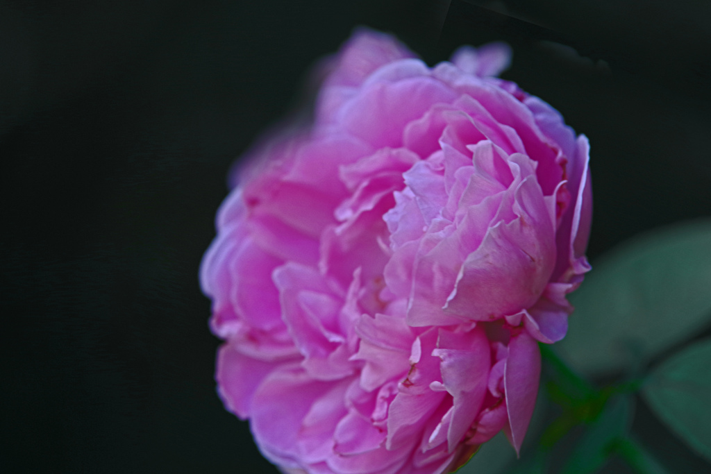 薔薇色のバラ　IMGP3140z
