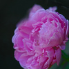 薔薇色のバラ　IMGP3140z