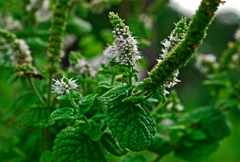 ペパーミントの花の咲く頃　P1670766zz