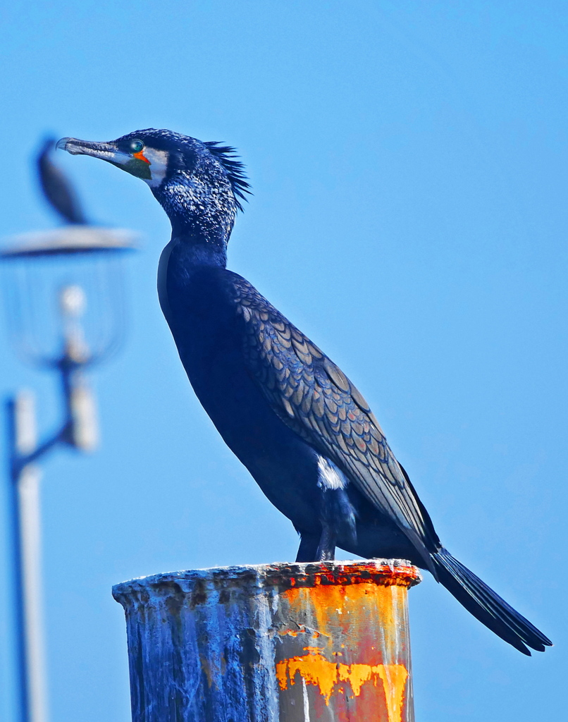 ウミウの休息　P1800682zz
