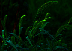 朝の草叢　P1660022zz