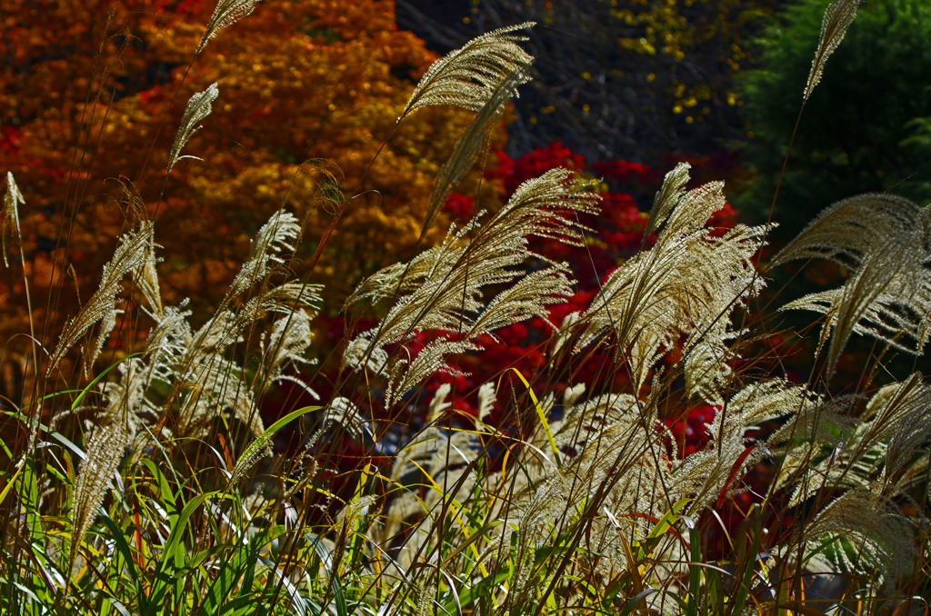 紅葉と光る薄　_IMG9565zz
