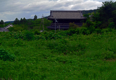 夏草　P1088575zz