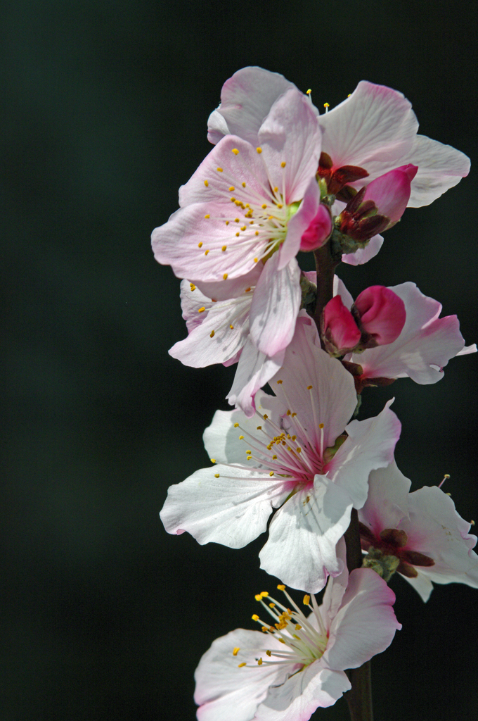 サクラに似た花　IMGP5793zz