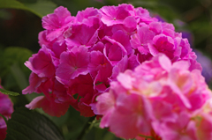 雨に咲く花　IMG1248zz