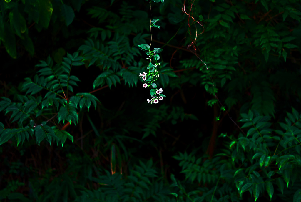 ぶら下がるヘクソカズラ　P1670991zz