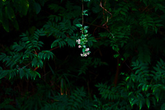 ぶら下がるヘクソカズラ　P1670991zz