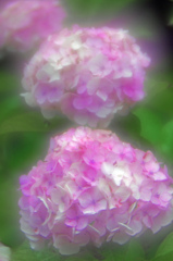 ほんわか紫陽花！　IMG8812zz