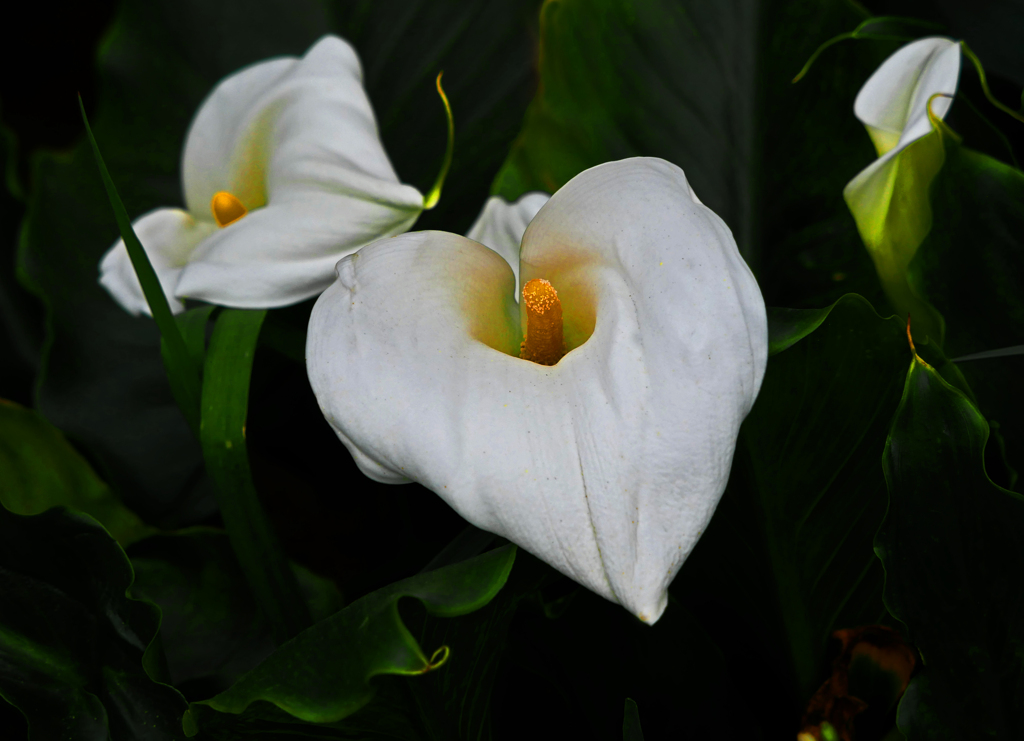 白いカラー　P1140117zz