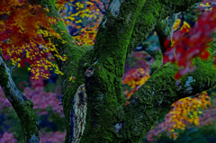 苔むす椛　IMGP1677z