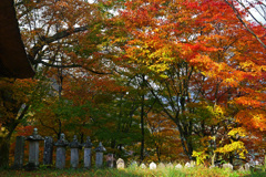 照紅葉（てりもみじ）　P1057477zz