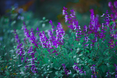 ピンクセージ　IMGP9274zz