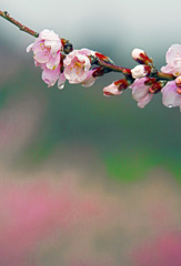 雨後の桃畑　IMGP3264zz