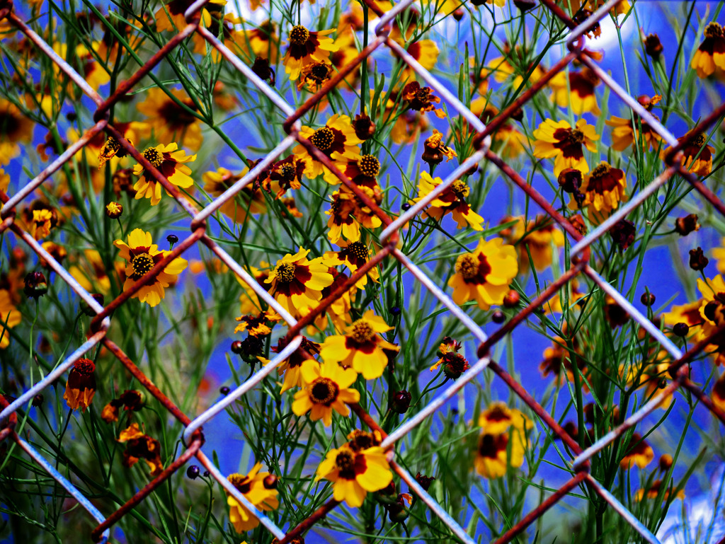 フェンスの中で　P1310507zz