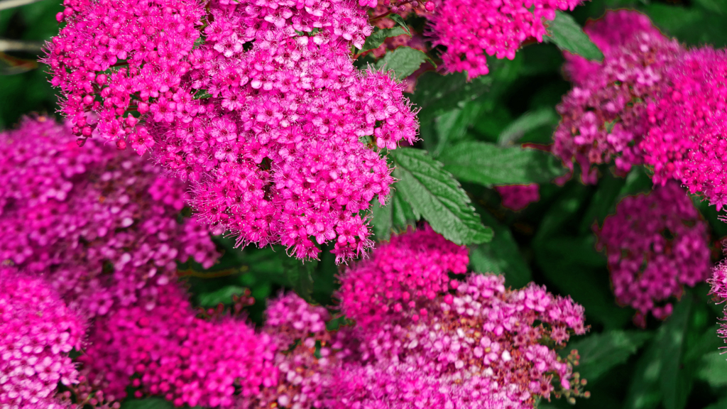 桃紅色のシモツケ　P1180160zz