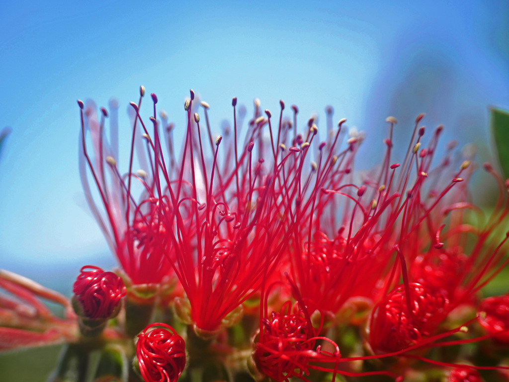 ブラシの木　P1230174zz