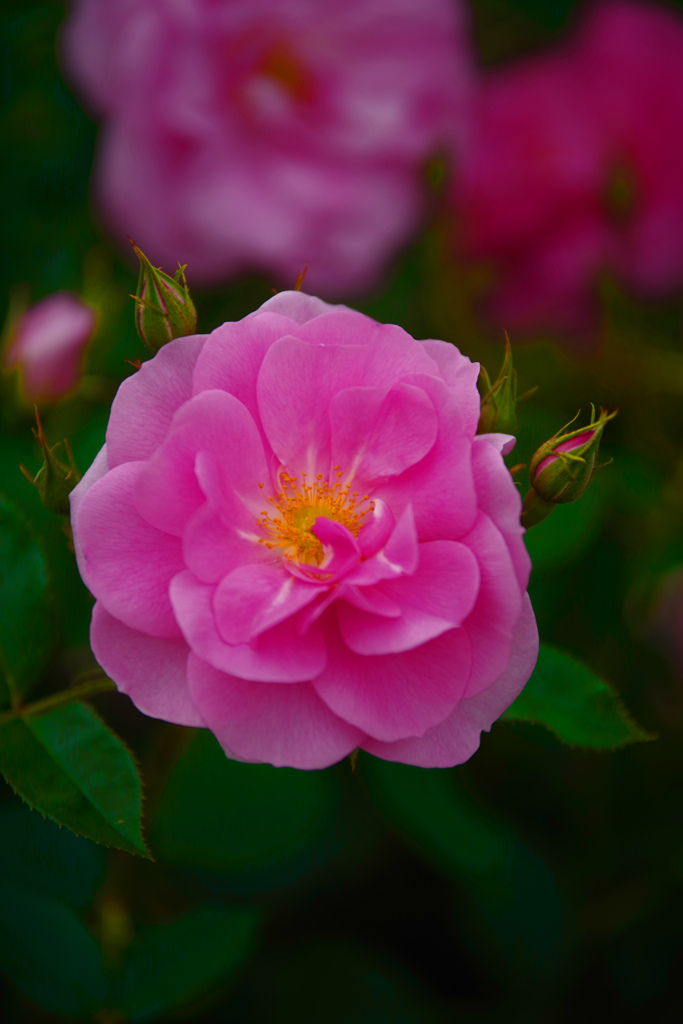 薔薇の微笑み　IMGP3776zz