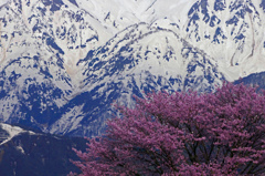 雪山と桜　IMG9333zz