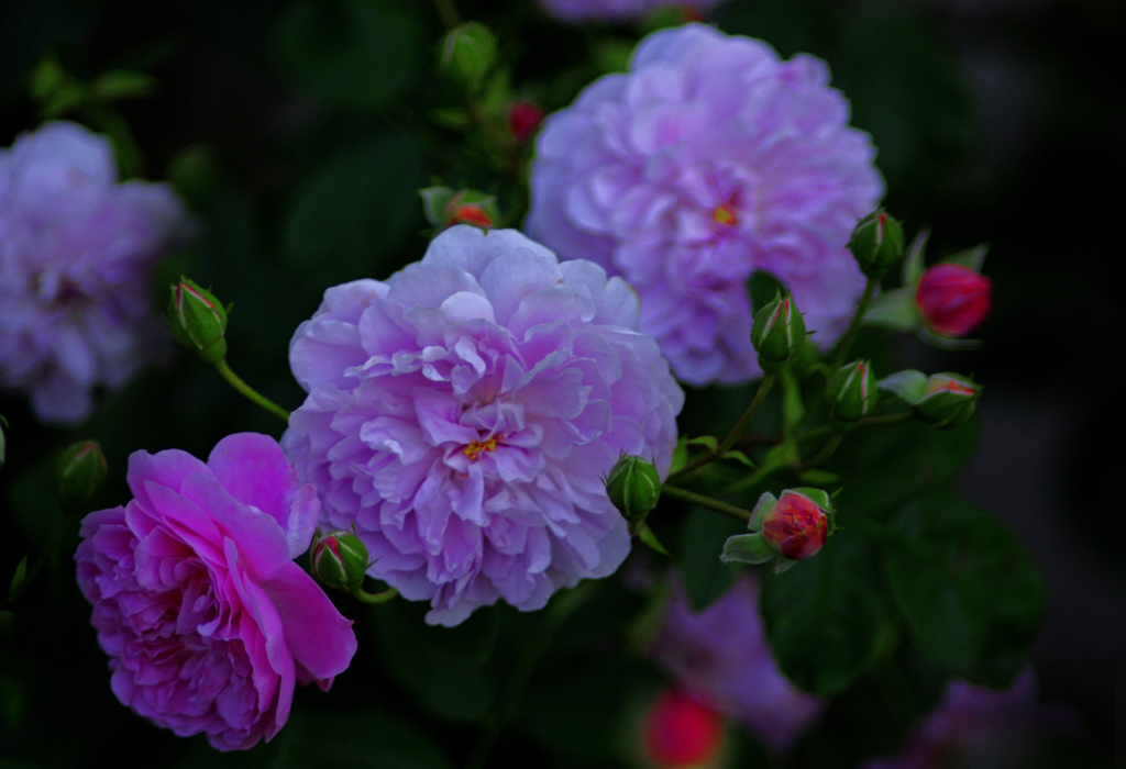 匂うが如く　IGP8380zz