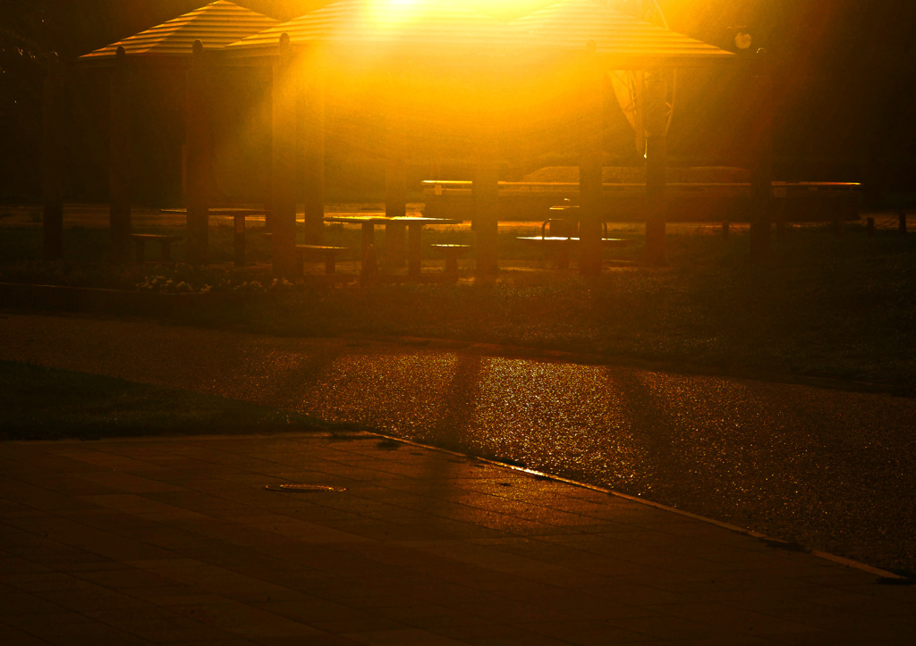 燦燦と降り注ぐ朝の陽　P1690243zz