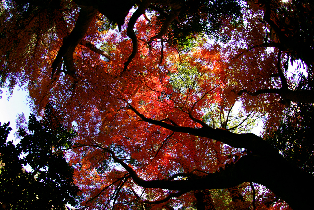 天蓋の椛　IMGP9867a