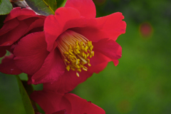 美しい蕊　P1061648zz