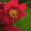 美しい蕊　P1061648zz