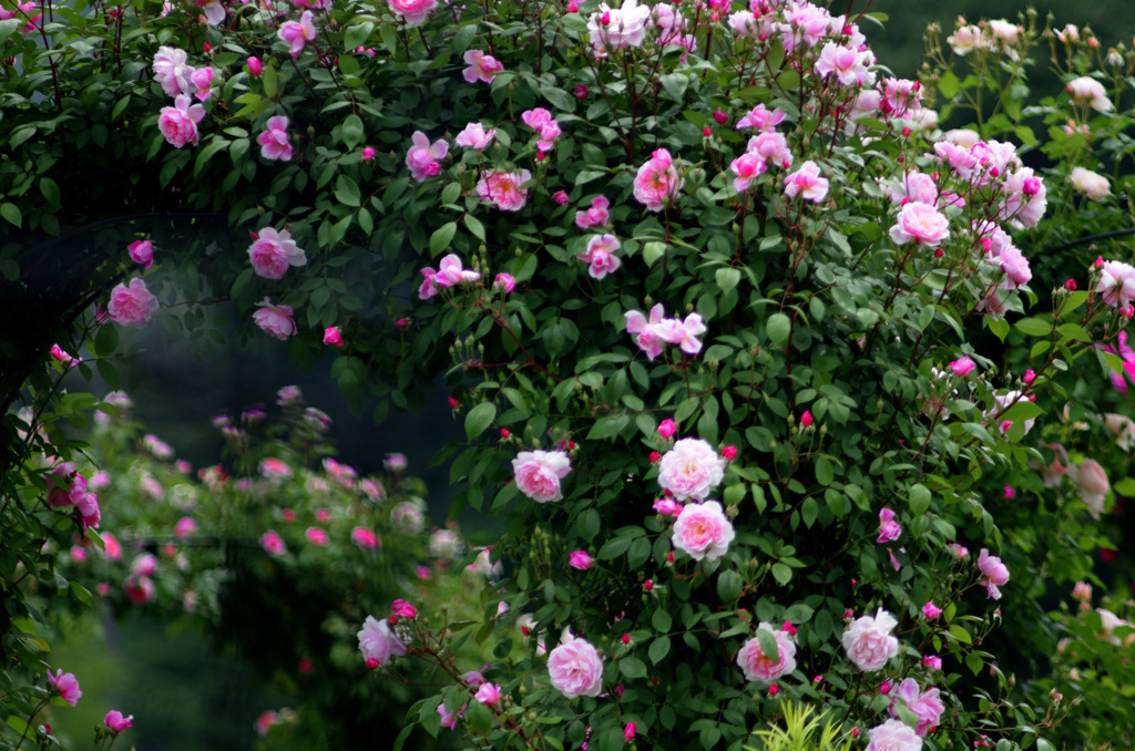 薔薇のアーチ　_IGP6426zz