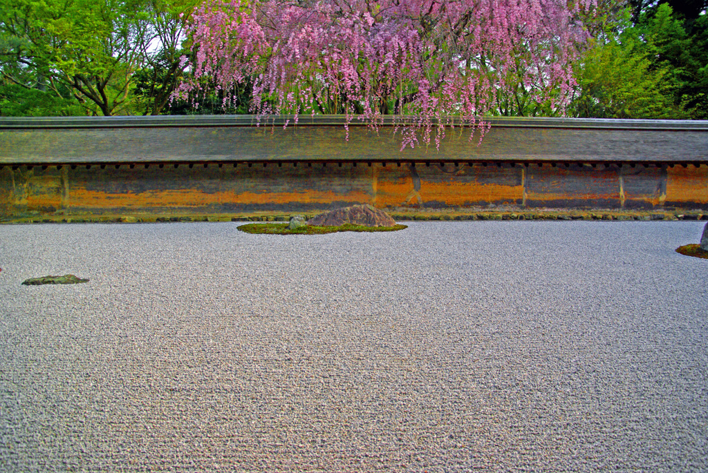 石庭と桜　IMGP1101zz