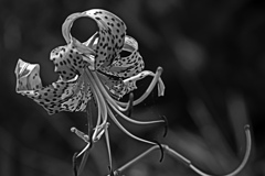 無彩の花　P1011714zz