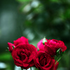 薔薇のブーケ　IMGP3932zz