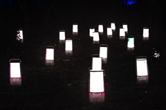 花行燈　IGP5889zz