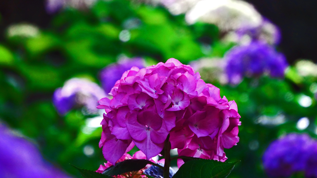 赤い紫陽花　P1170937zz
