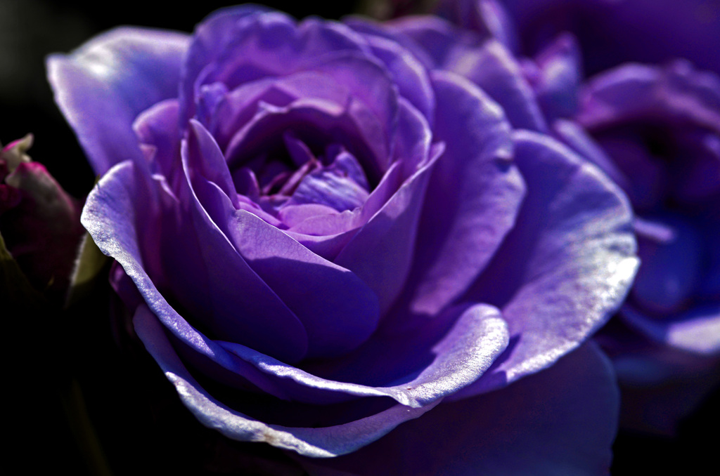 紫の薔薇　IMG8427zz